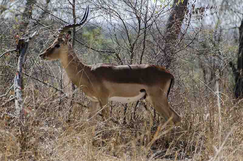 Antílope Impala - reserva Sabi Sands - Sudáfrica 1.jpg